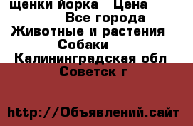 щенки йорка › Цена ­ 15 000 - Все города Животные и растения » Собаки   . Калининградская обл.,Советск г.